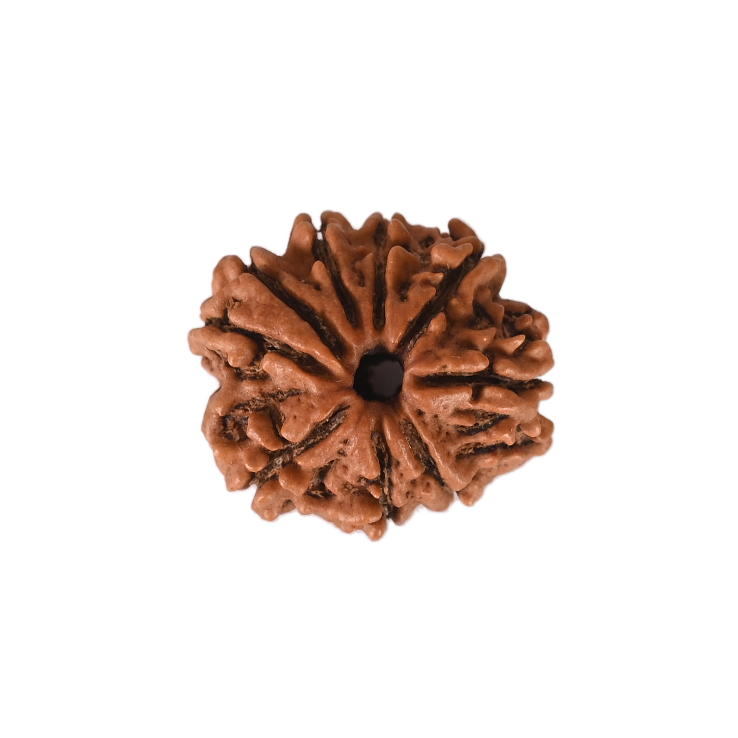 Natural 9 Mukhi Collector Rudraksh Nepali