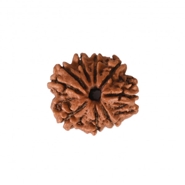 Image of Natural 9 Mukhi Collector Rudraksh (Nepali)