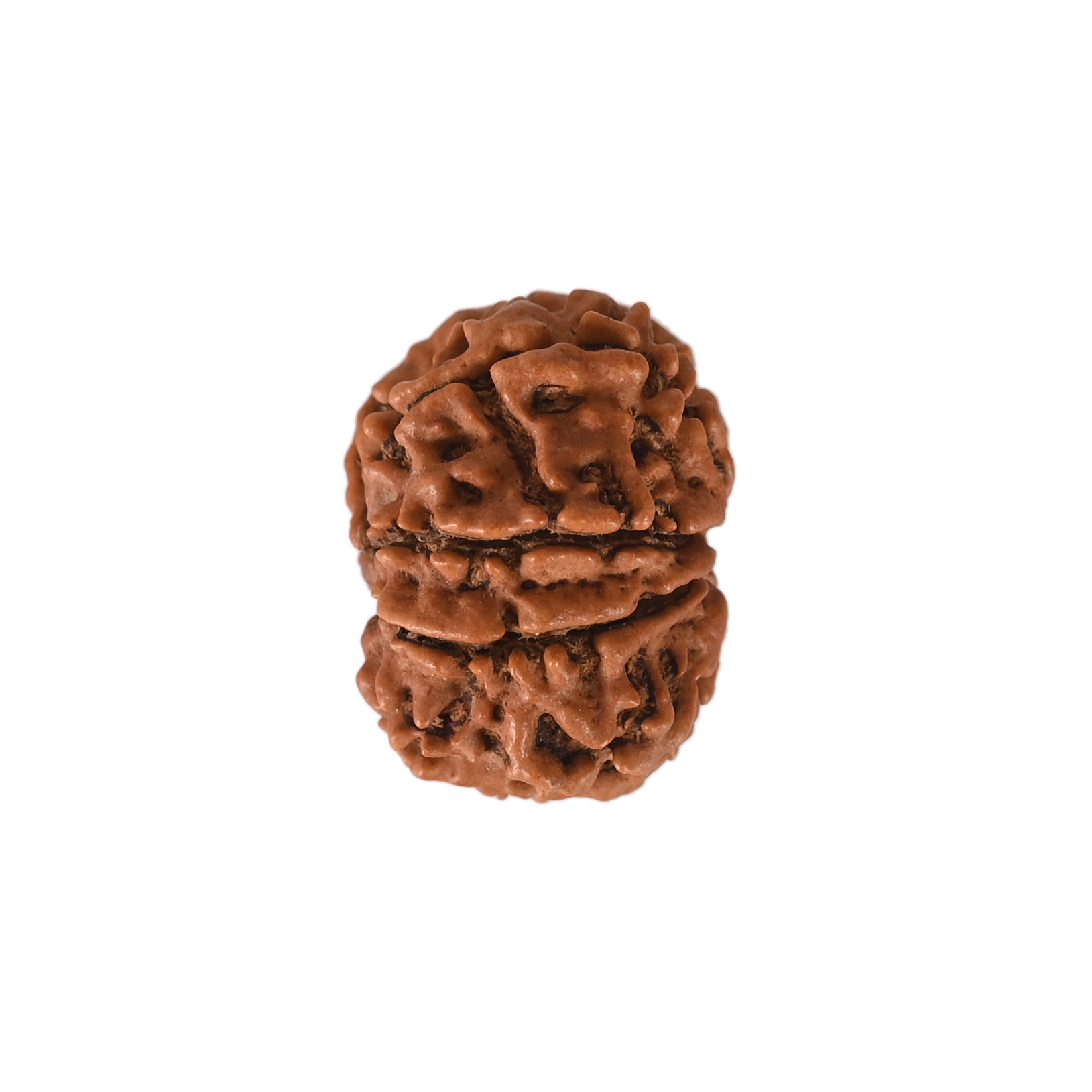 Natural 9 Mukhi Collector Rudraksh Nepali