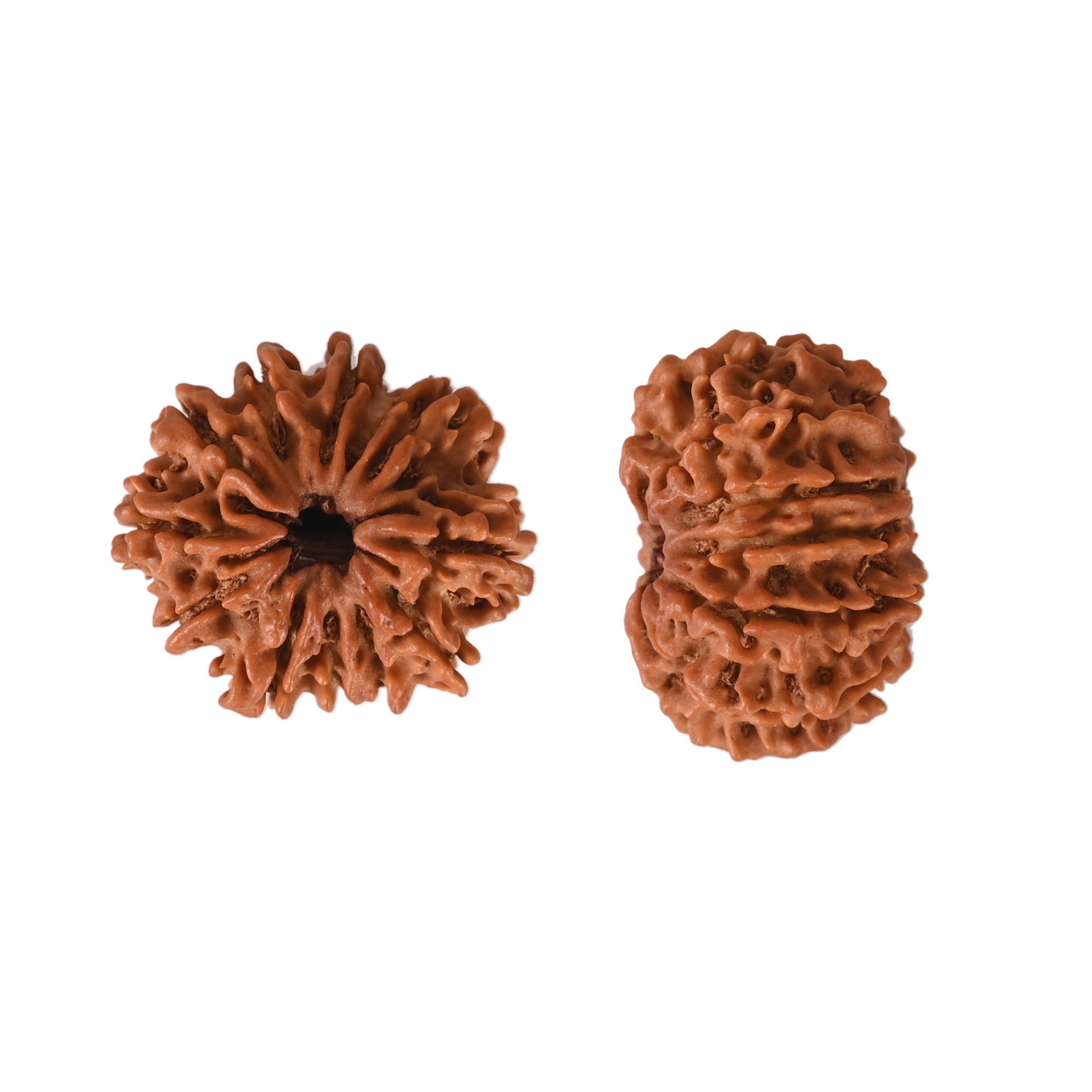 Natural 11 Mukhi Collector Rudraksh Nepali