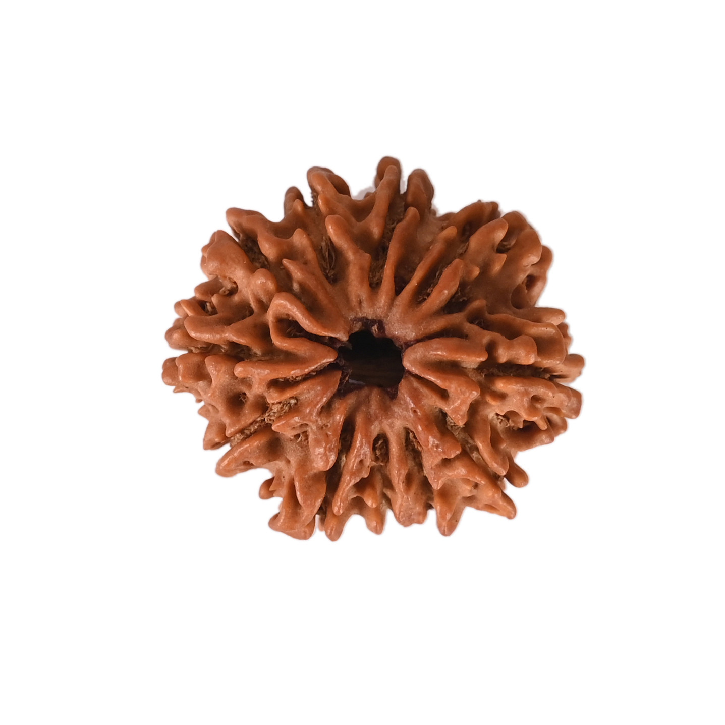 Natural 11 Mukhi Collector Rudraksh Nepali
