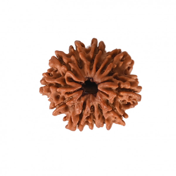 Image of Natural 11 Mukhi Collector Rudraksh (Nepali)