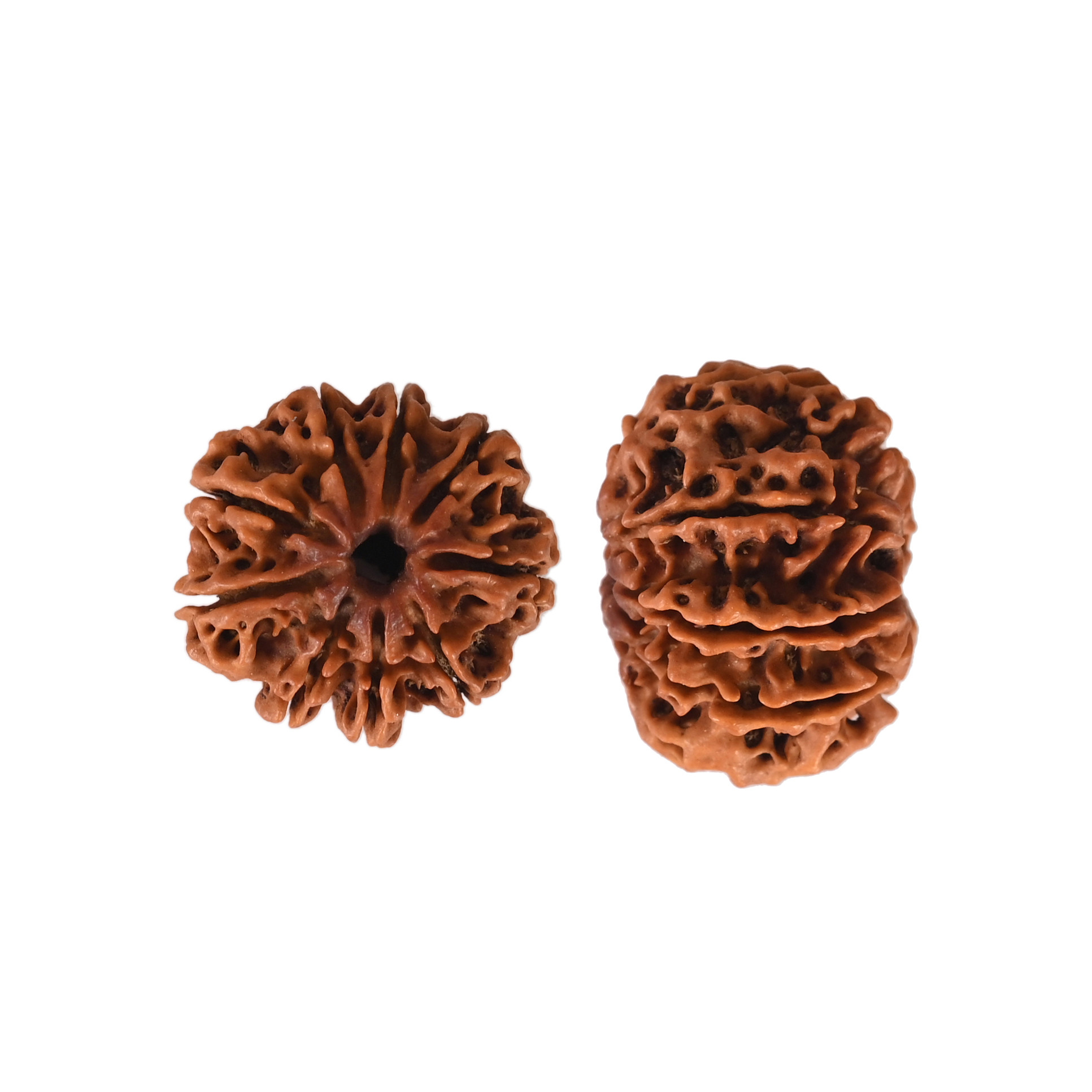 Natural 9 Mukhi Collector Rudraksh Nepali