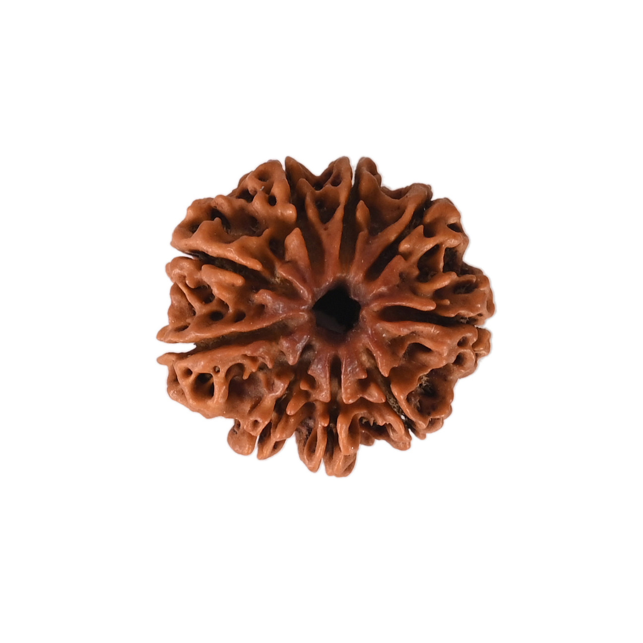 Natural 9 Mukhi Collector Rudraksh Nepali