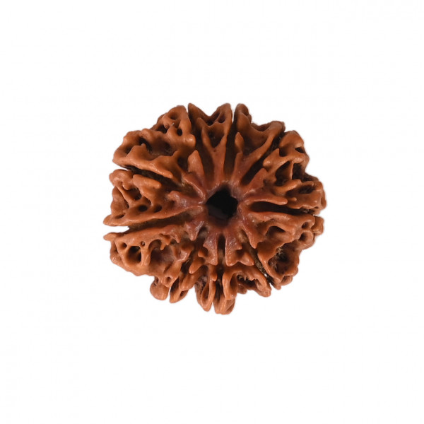 Image of Natural 9 Mukhi Collector Rudraksh (Nepali)