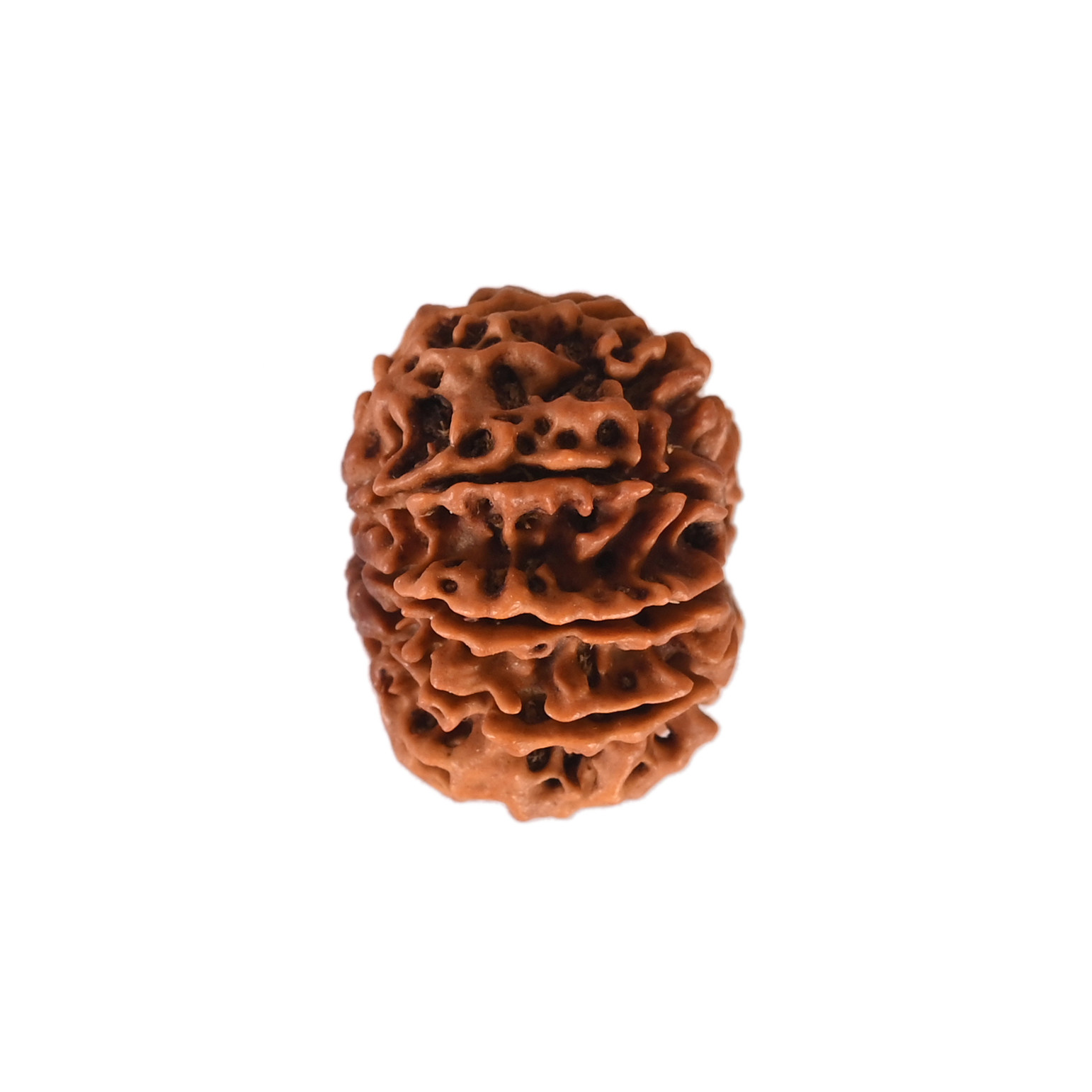 Natural 9 Mukhi Collector Rudraksh Nepali