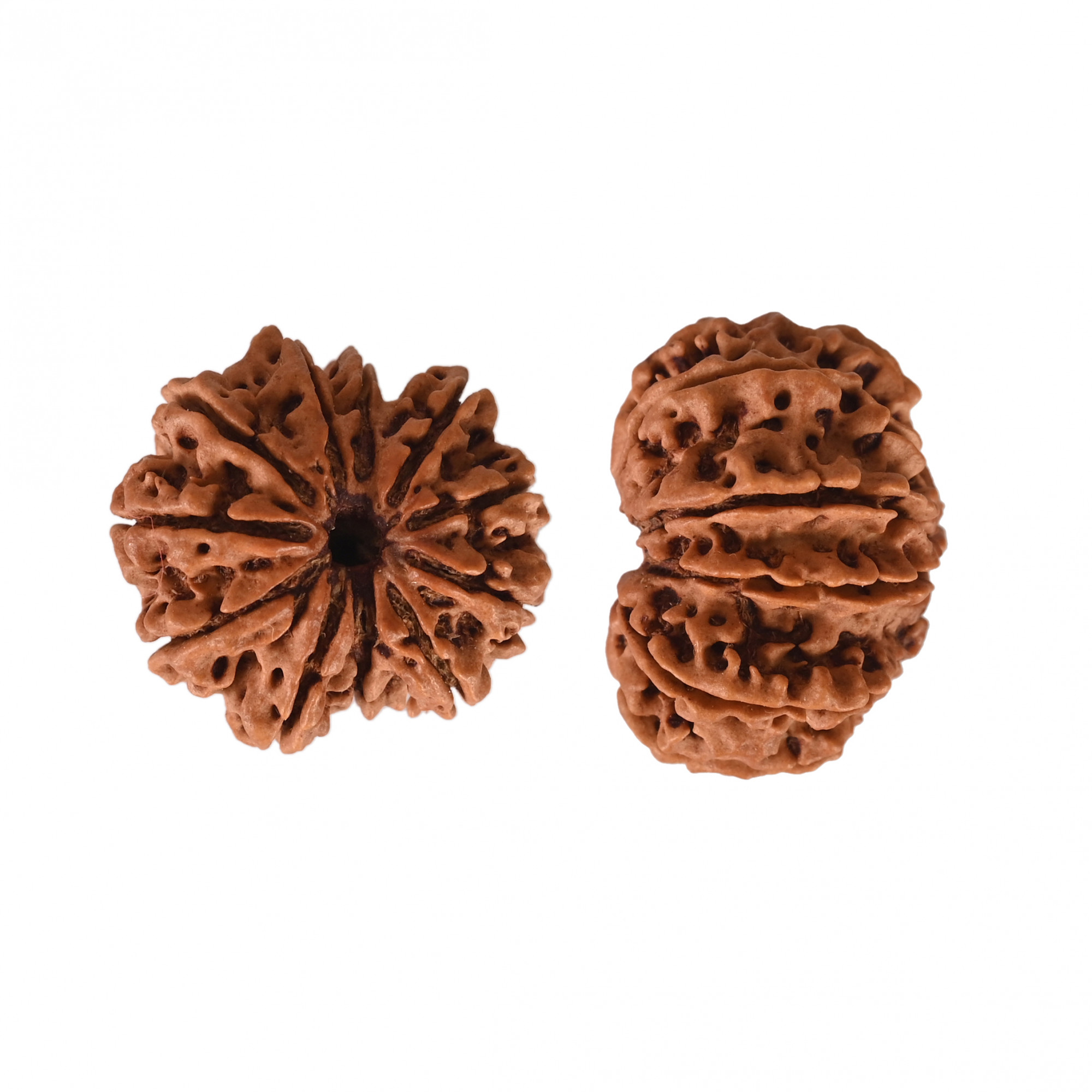 Natural 11 Mukhi Collector Rudraksh Nepali
