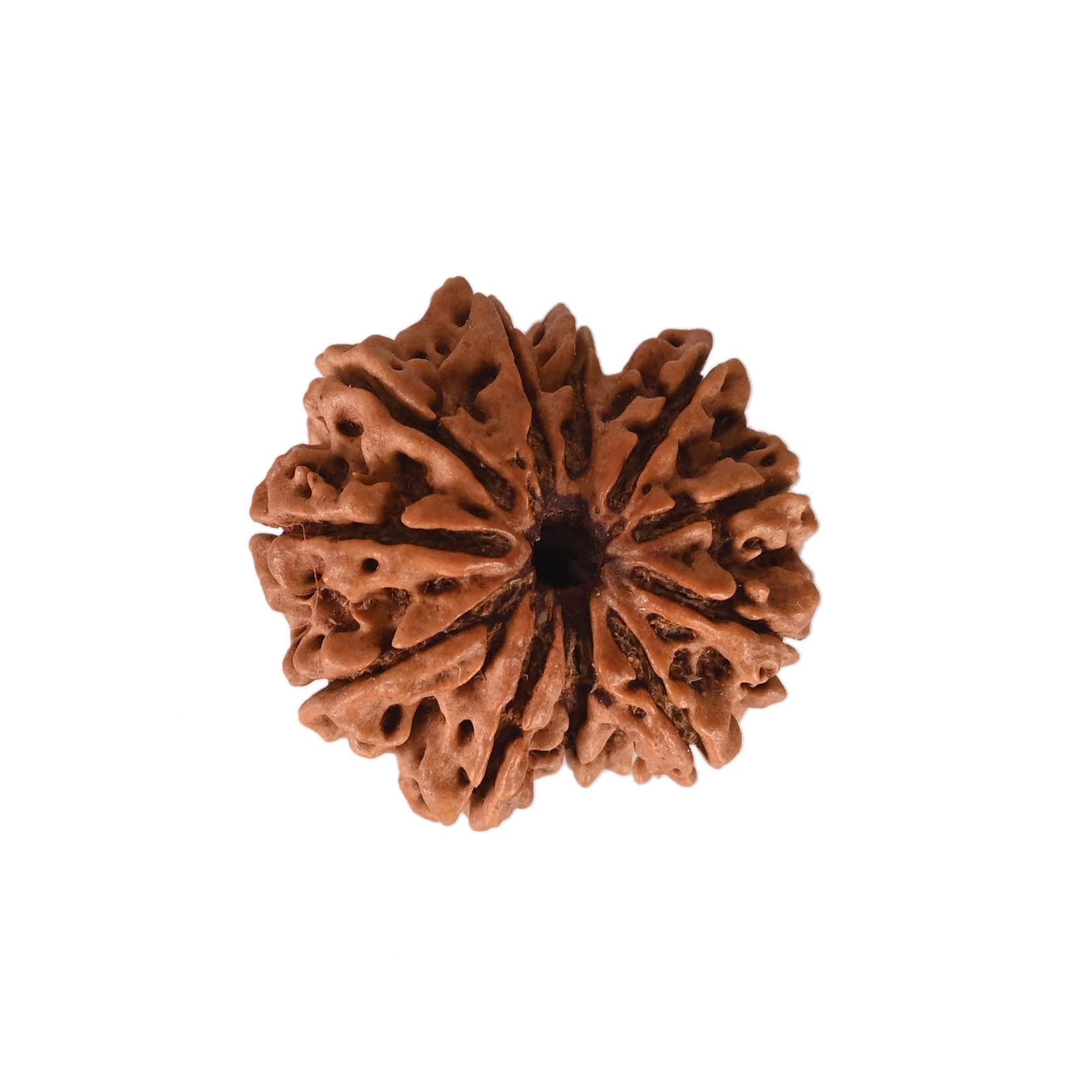 Natural 11 Mukhi Collector Rudraksh Nepali