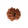 Natural 11 Mukhi Collector Rudraksh (Nepali)