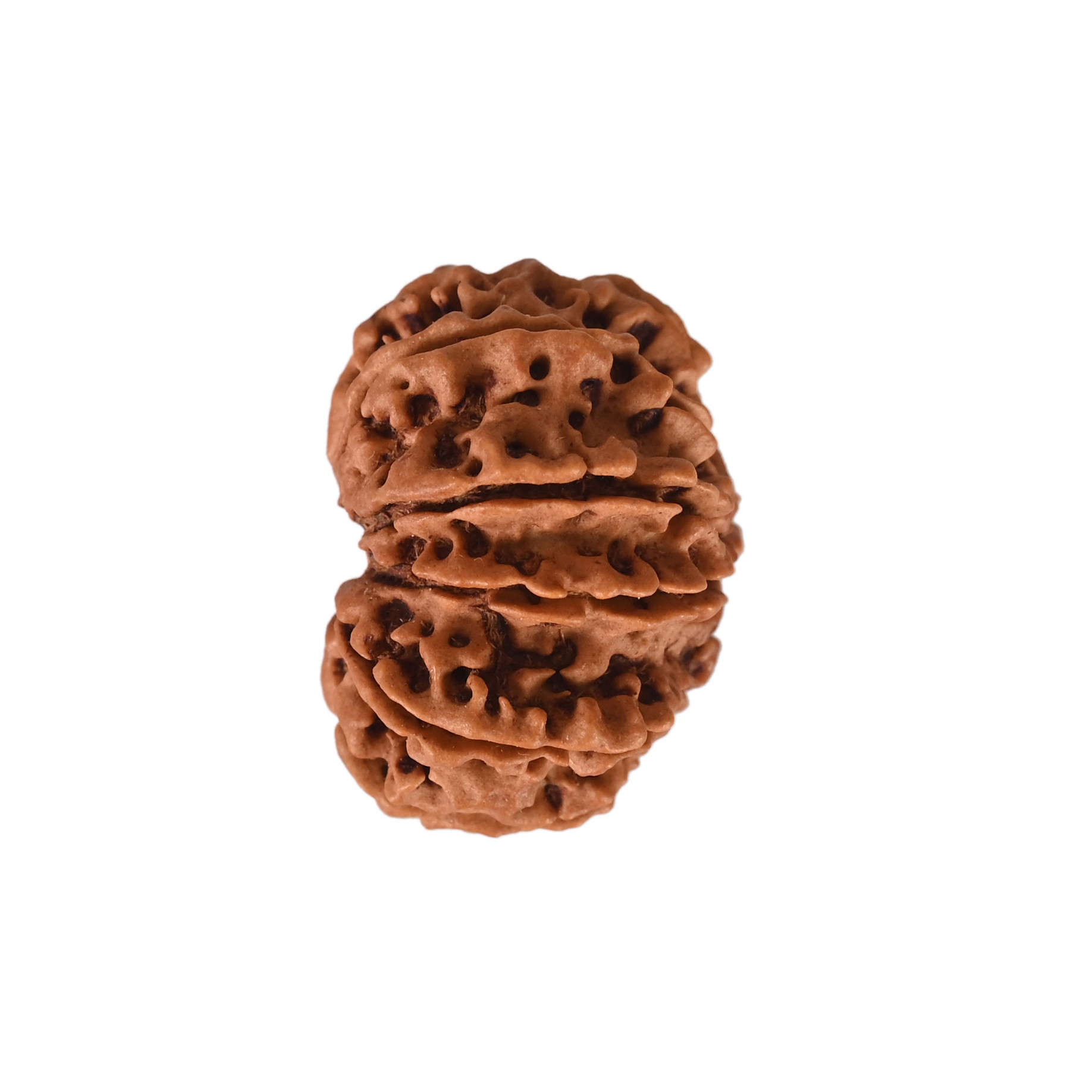 Natural 11 Mukhi Collector Rudraksh Nepali