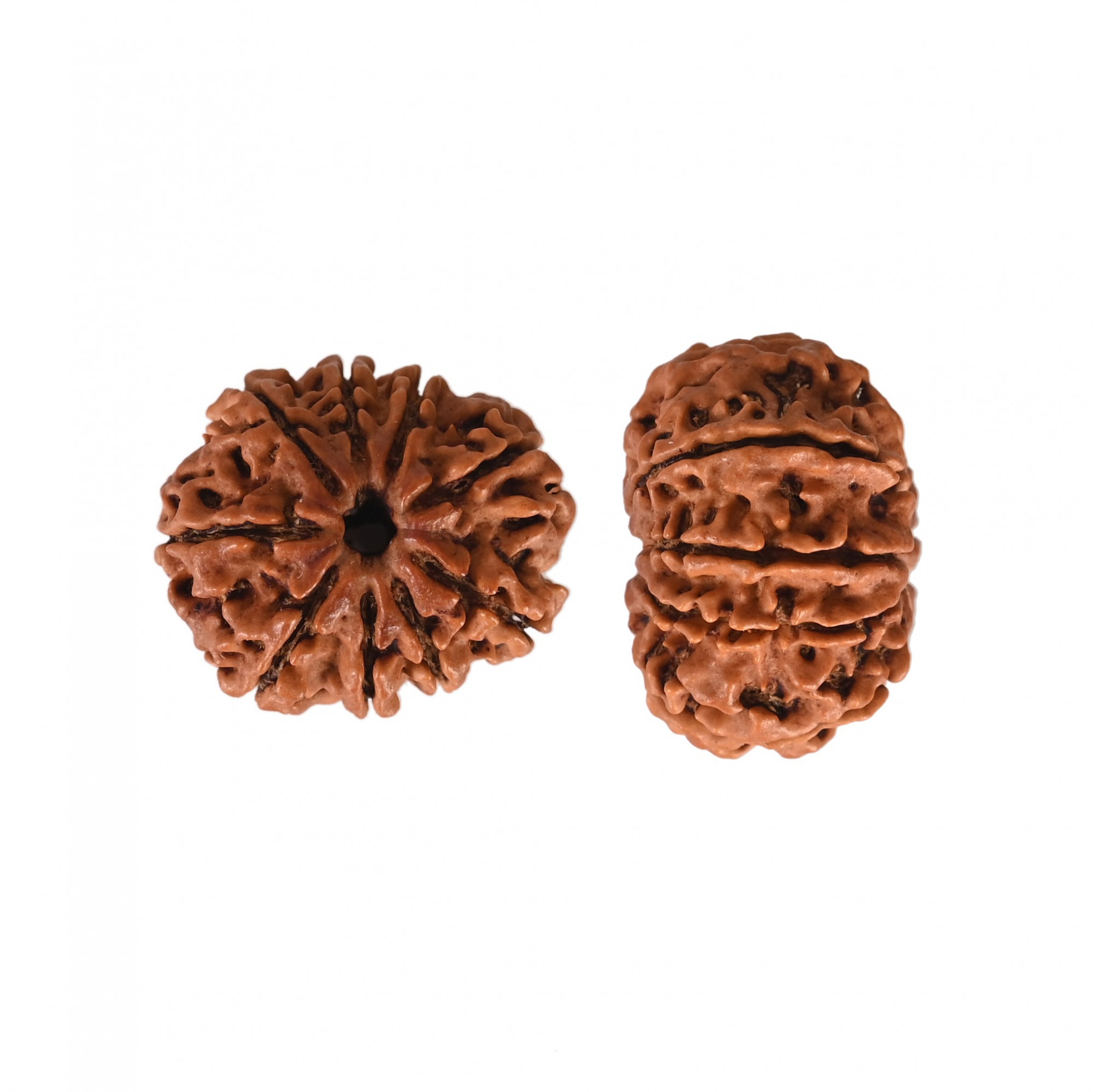 Natural 9 Mukhi Collector Rudraksh Nepali