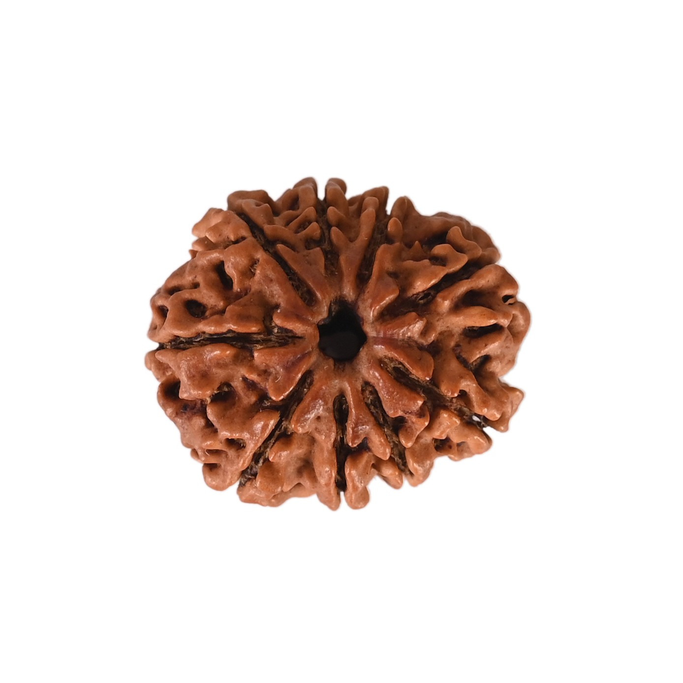 Natural 9 Mukhi Collector Rudraksh Nepali
