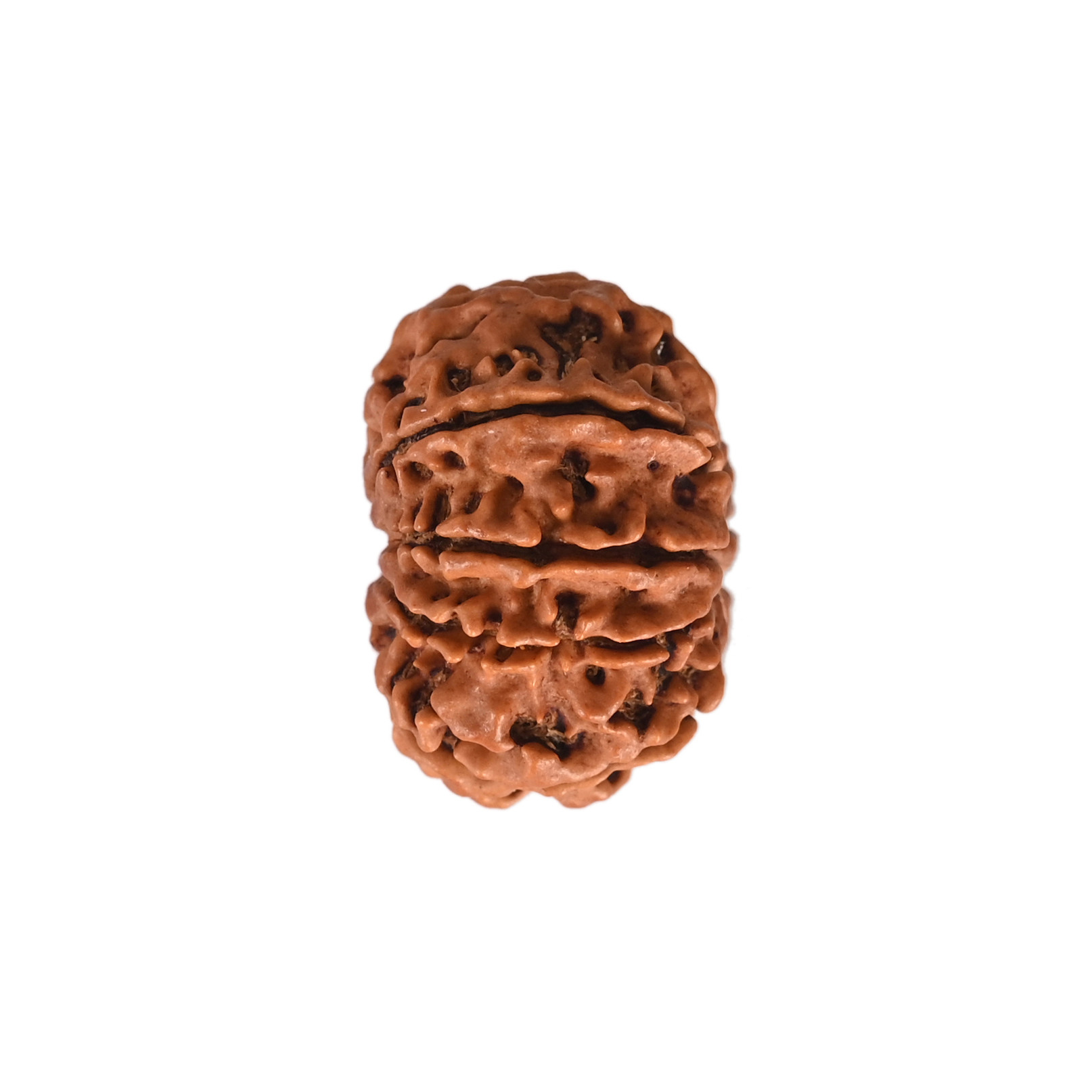Natural 9 Mukhi Collector Rudraksh Nepali