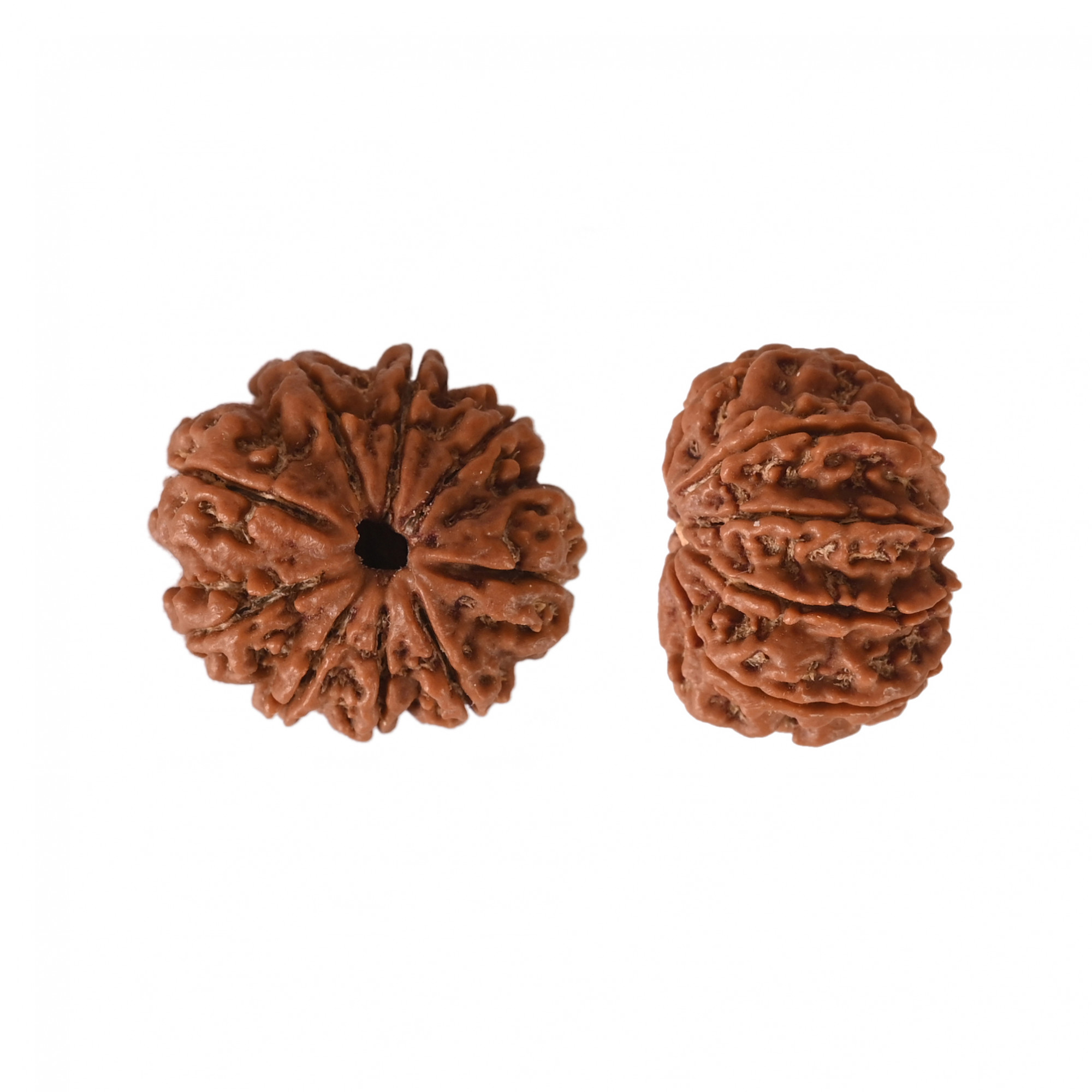 Natural 9 Mukhi Collector Rudraksh Nepali