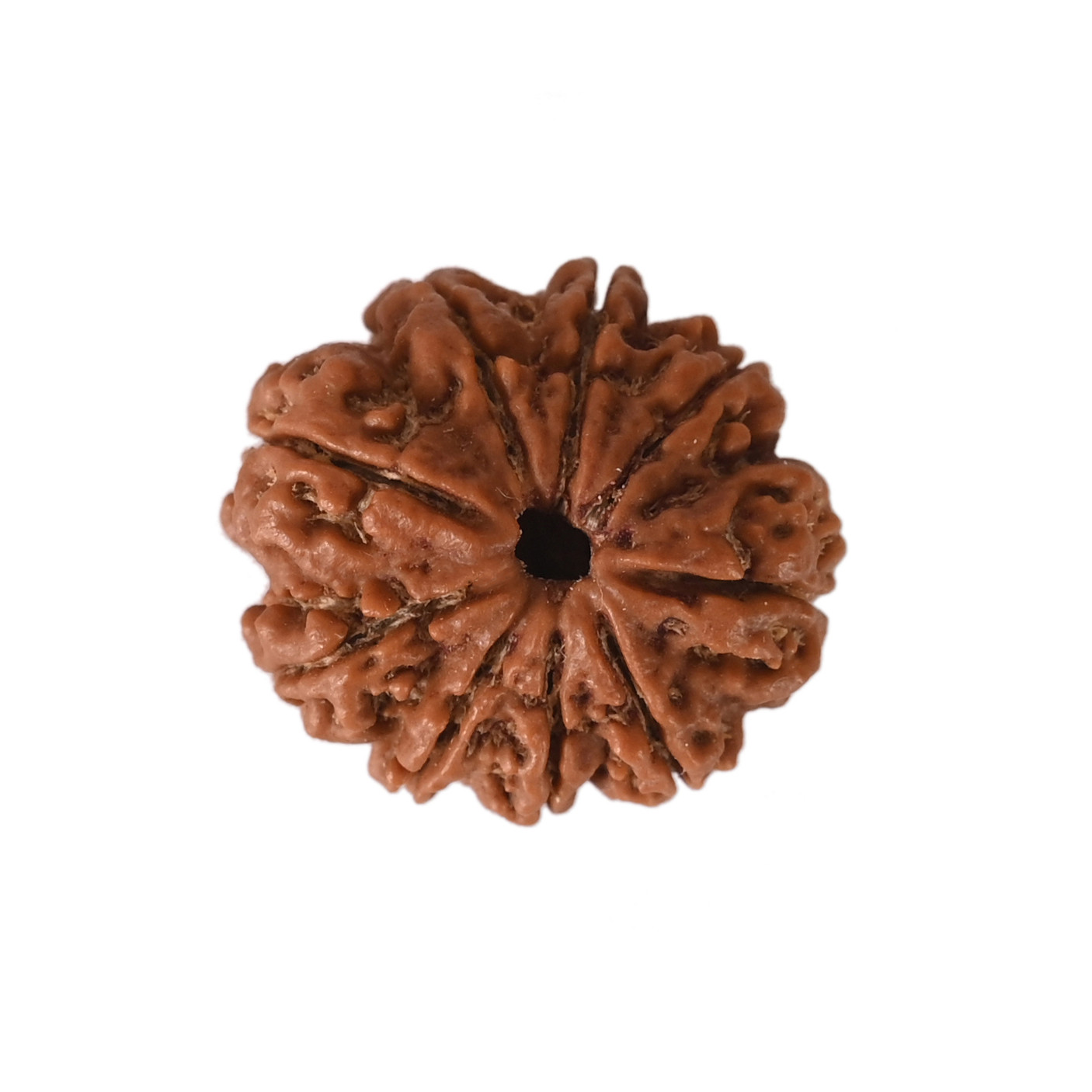 Natural 9 Mukhi Collector Rudraksh Nepali