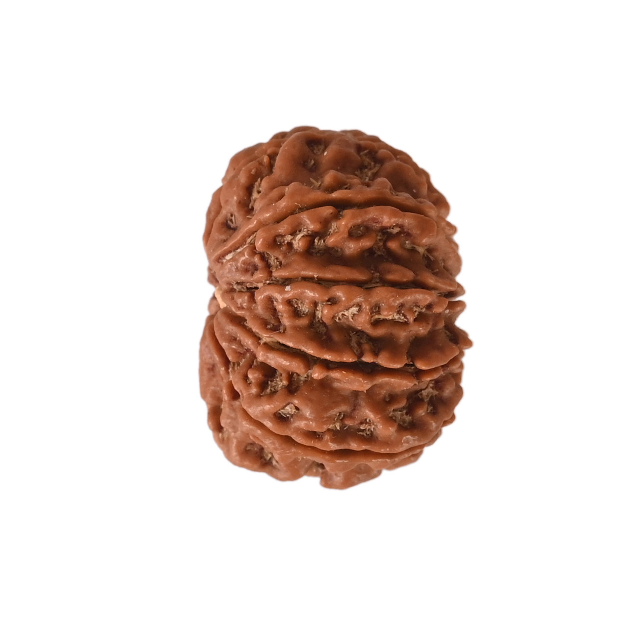 Natural 9 Mukhi Collector Rudraksh Nepali