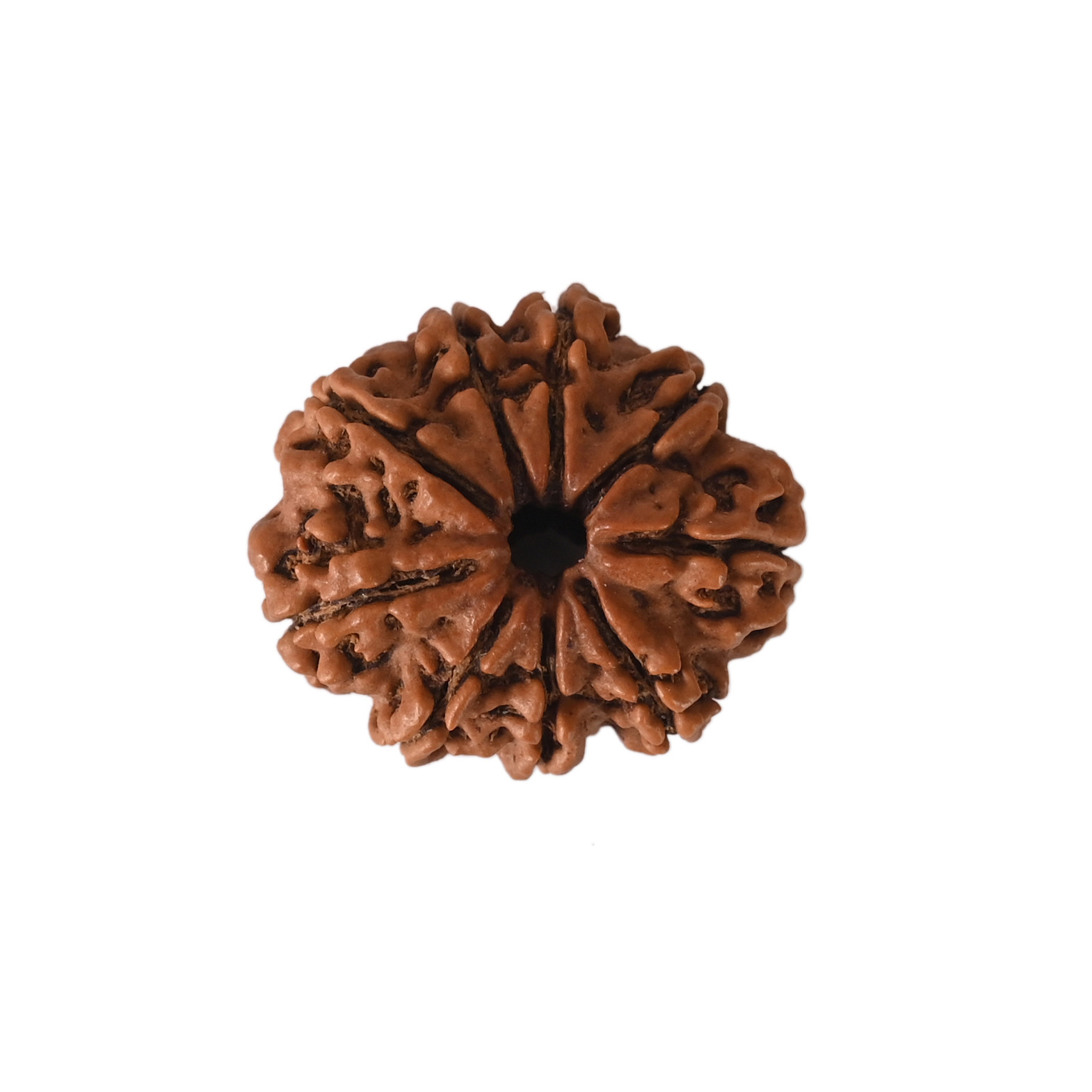 Natural 9 Mukhi Collector Rudraksh Nepali