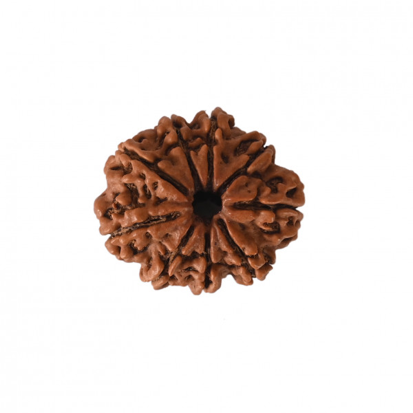 Image of Natural 9 Mukhi Collector Rudraksh (Nepali)