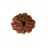 Natural 9 Mukhi Collector Rudraksh (Nepali)