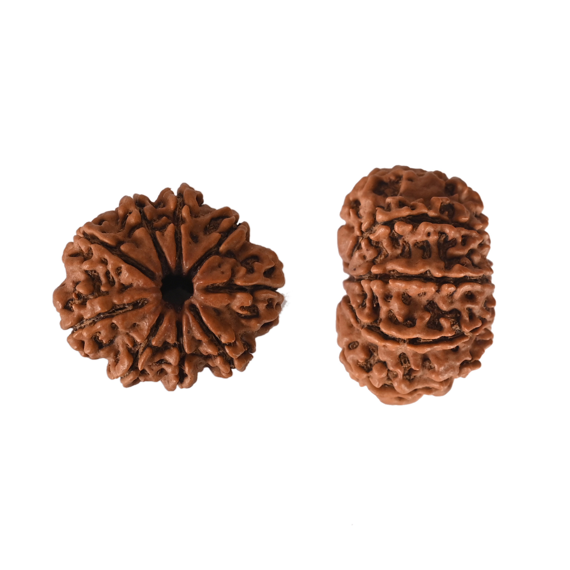 Natural 9 Mukhi Collector Rudraksh Nepali
