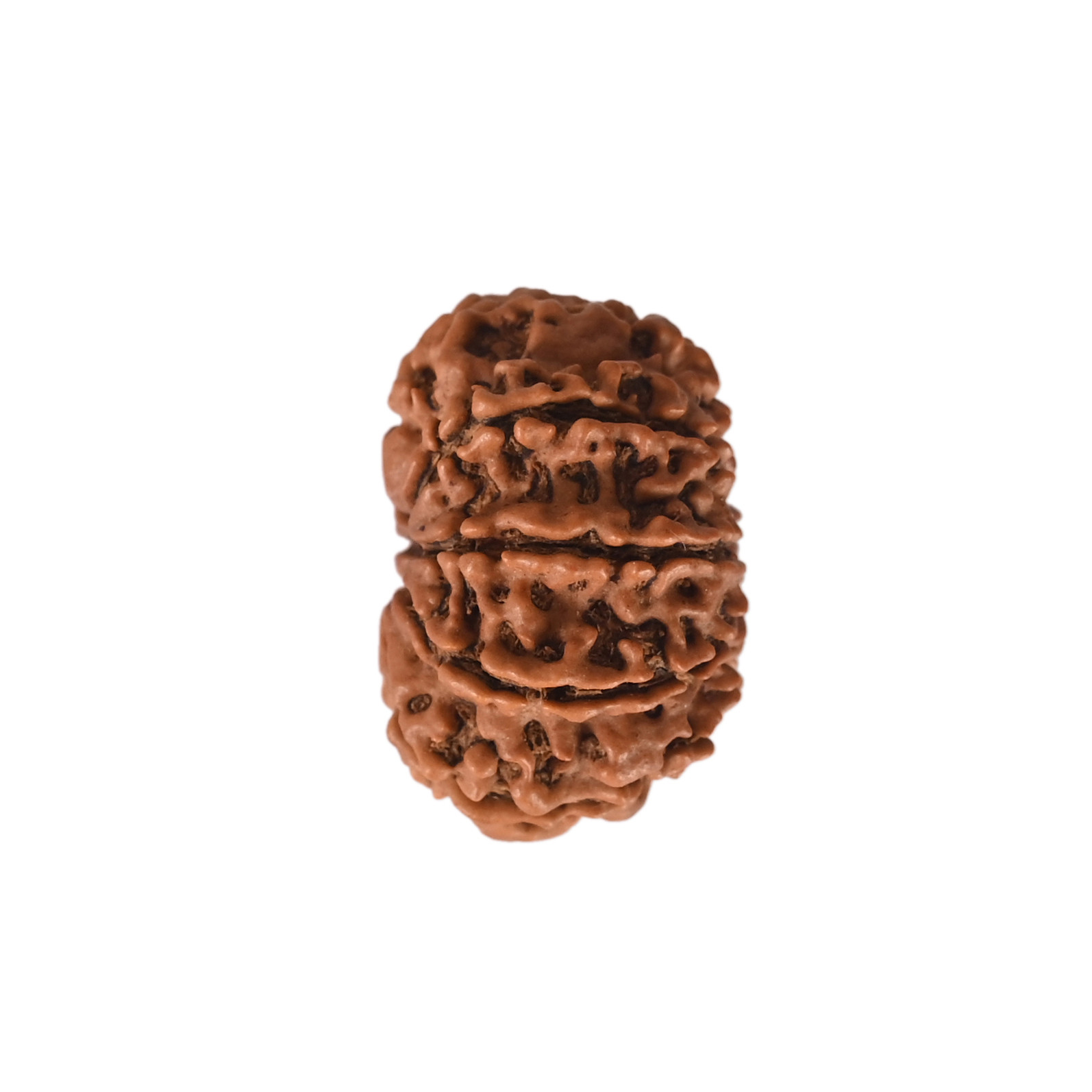 Natural 9 Mukhi Collector Rudraksh Nepali