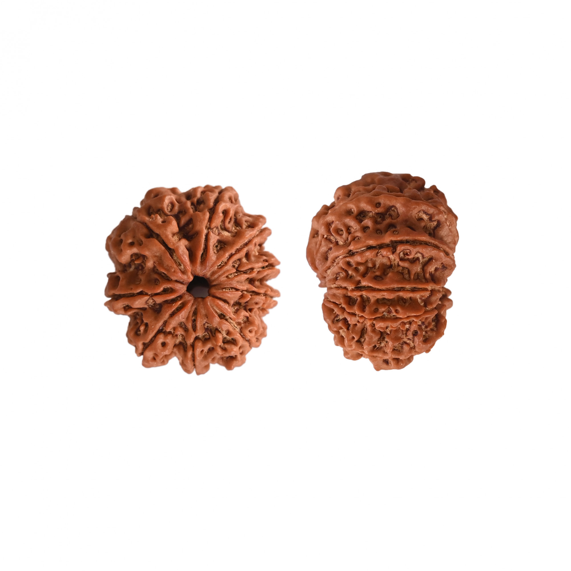 Natural 9 Mukhi Collector Rudraksh Nepali