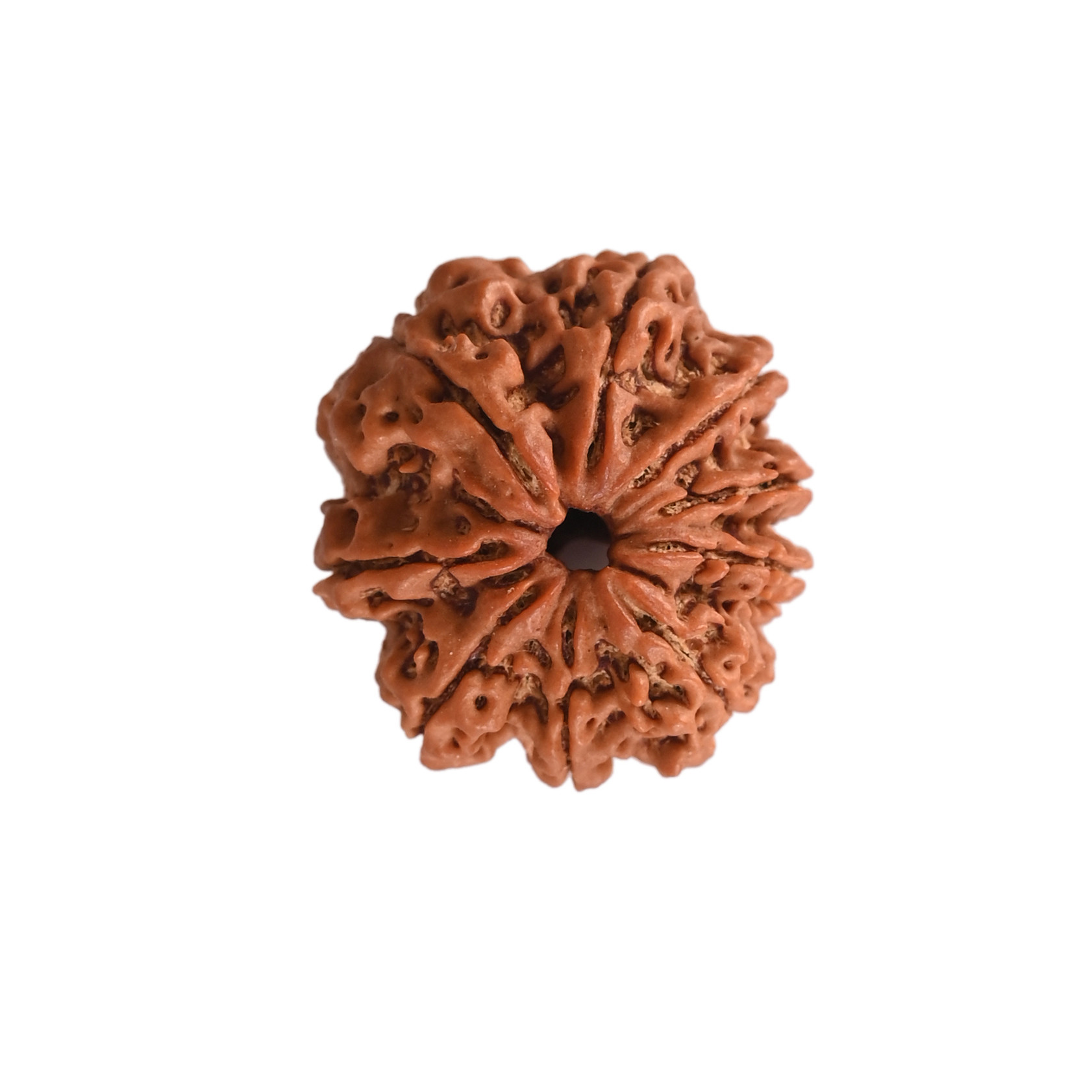 Natural 9 Mukhi Collector Rudraksh Nepali