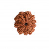 Natural 9 Mukhi Collector Rudraksh (Nepali)