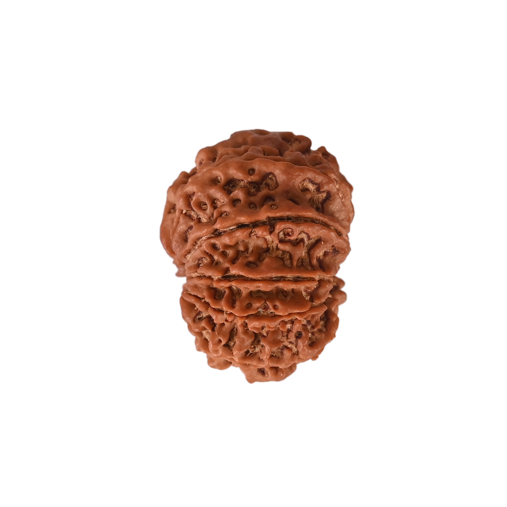 Natural 9 Mukhi Collector Rudraksh Nepali