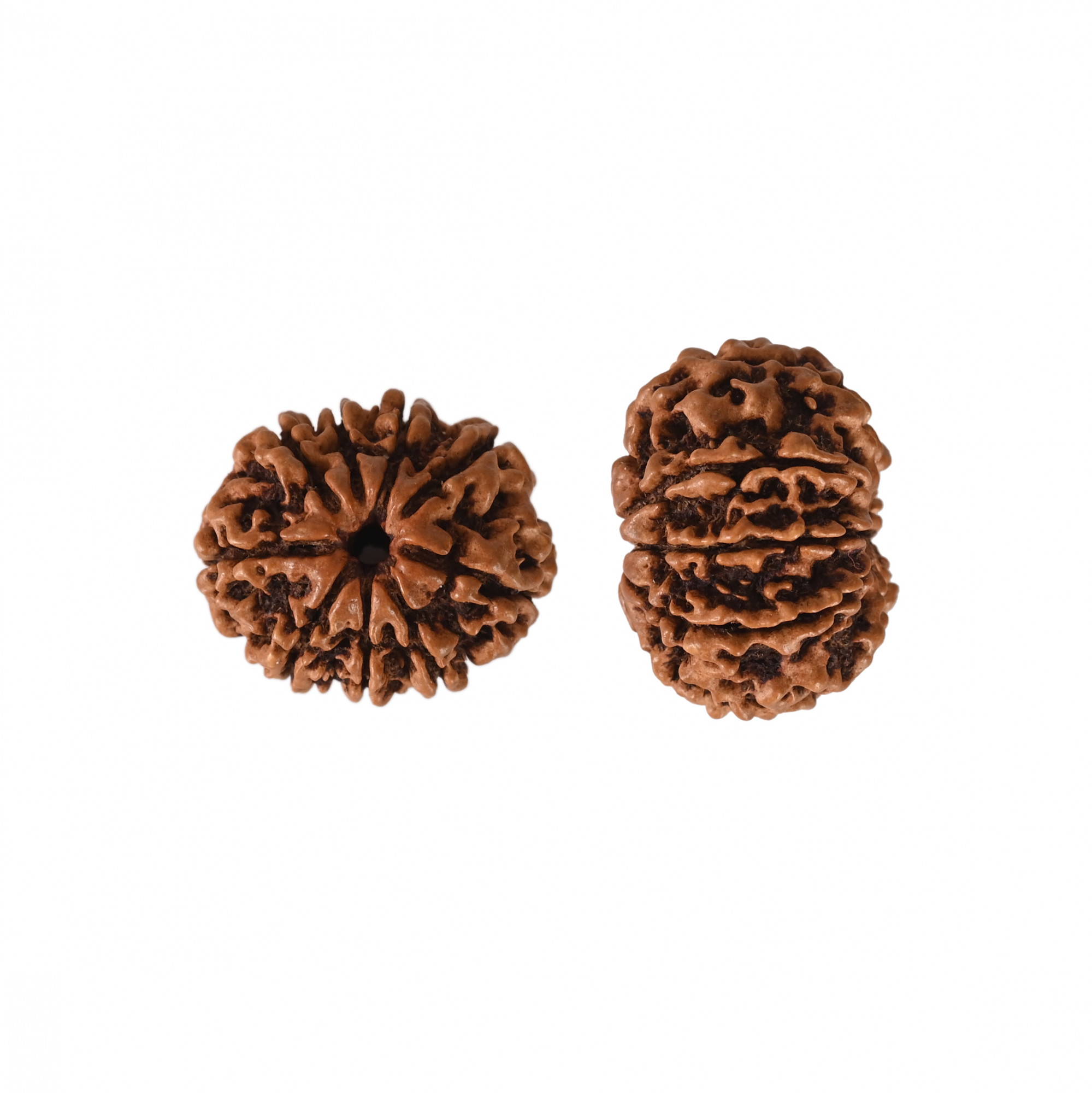 Natural 9 Mukhi Collector Rudraksh Nepali