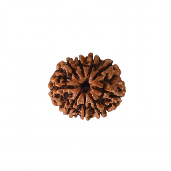 Image of Natural 9 Mukhi Collector Rudraksh (Nepali)