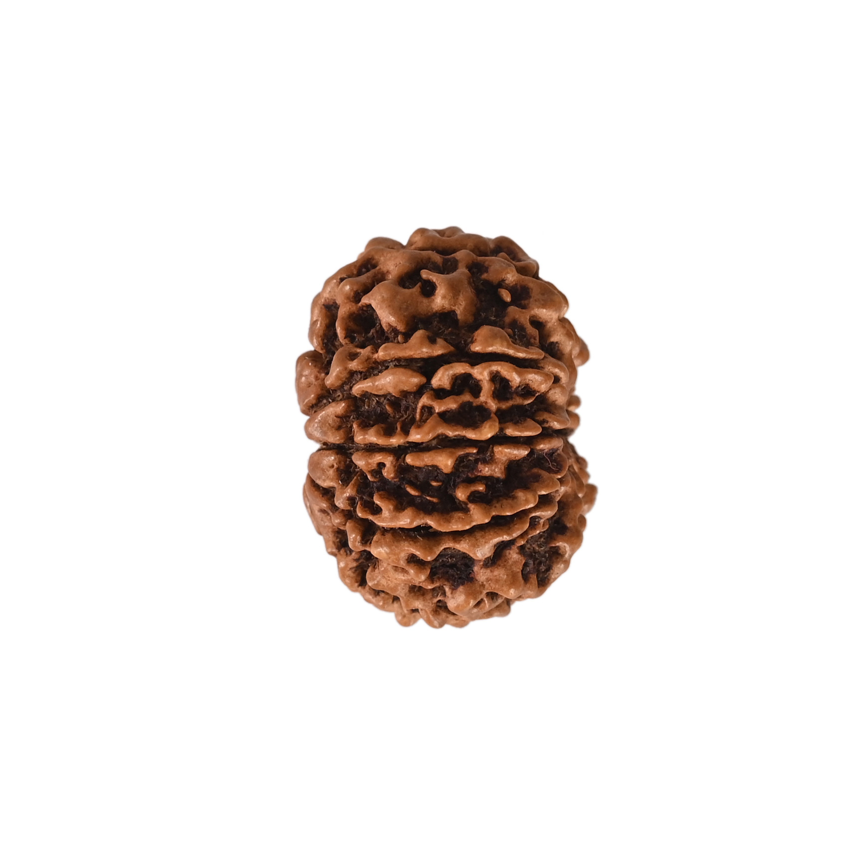 Natural 9 Mukhi Collector Rudraksh Nepali