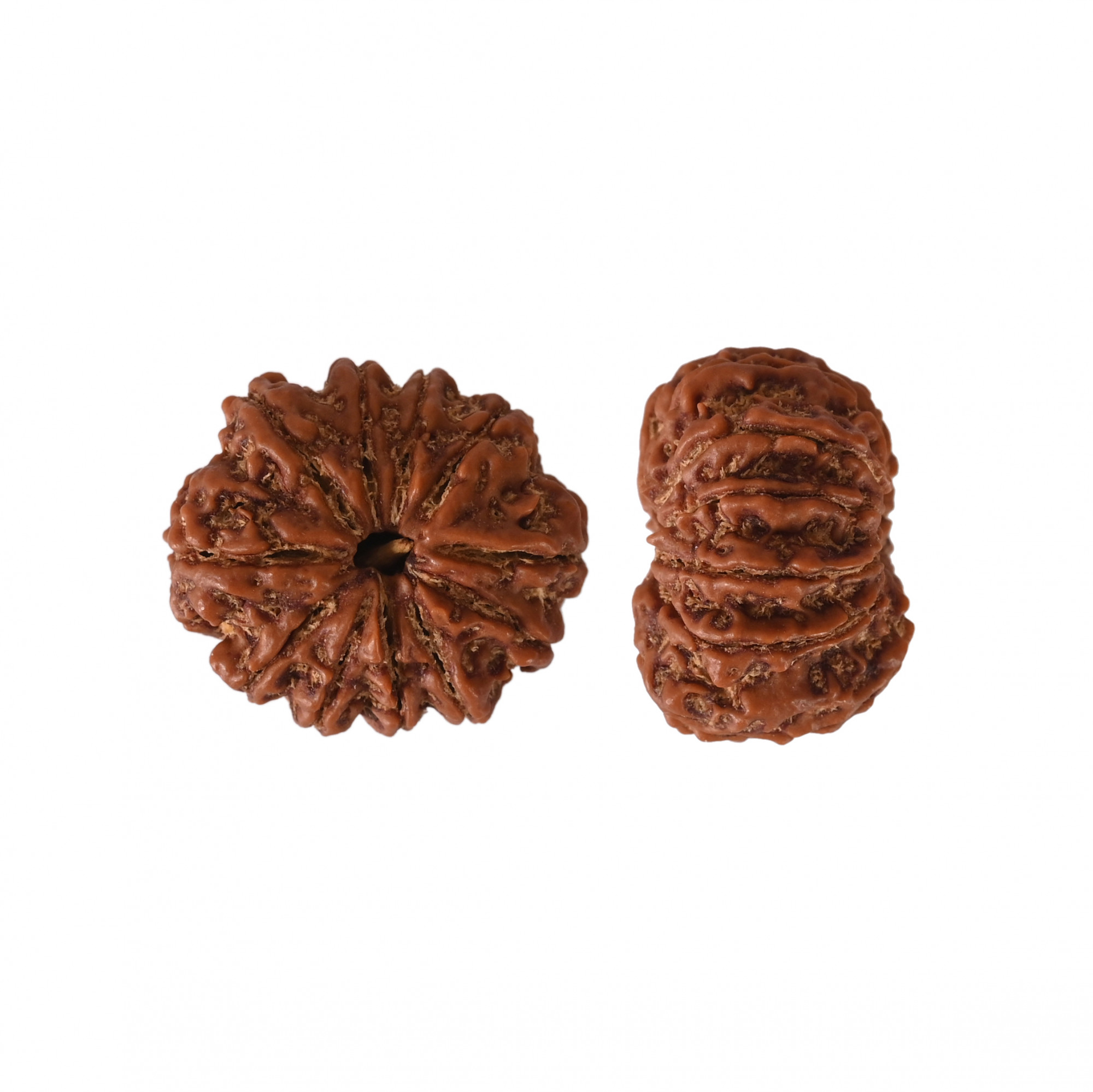 Natural 11 Mukhi Collector Rudraksh Nepali