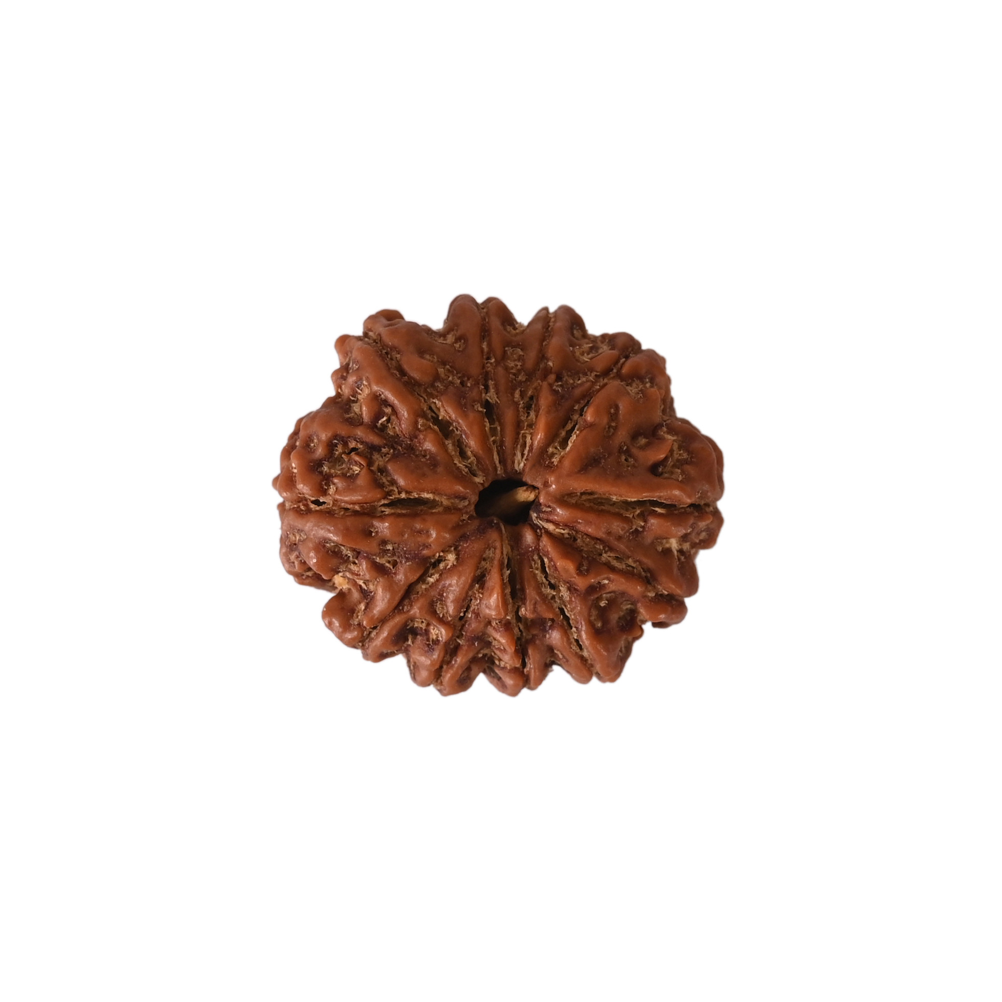 Natural 11 Mukhi Collector Rudraksh Nepali