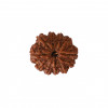 Natural 11 Mukhi Collector Rudraksh (Nepali)