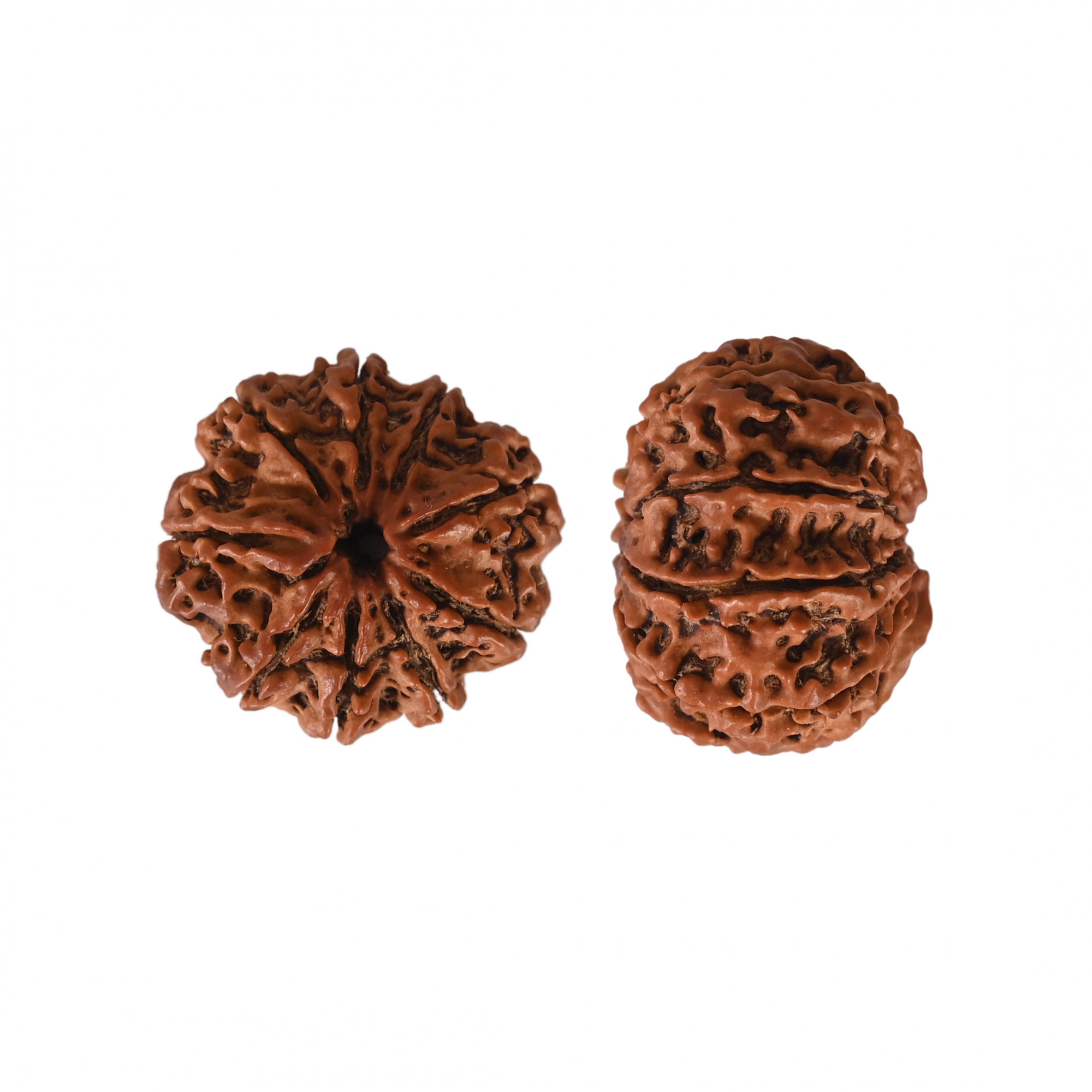 Natural 9 Mukhi Collector Rudraksh Nepali