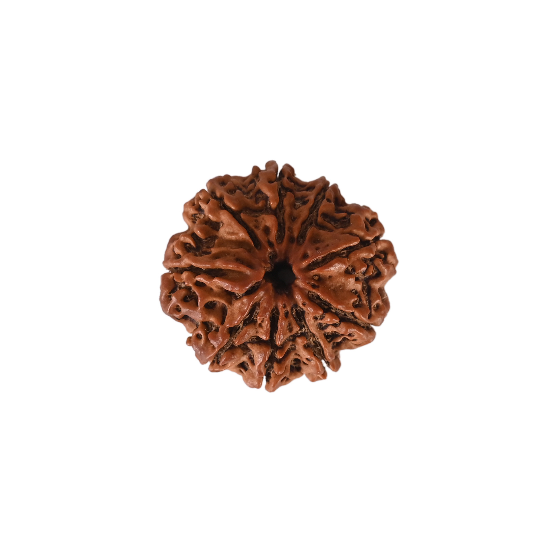 Natural 9 Mukhi Collector Rudraksh Nepali