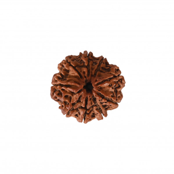 Image of Natural 9 Mukhi Collector Rudraksh (Nepali)