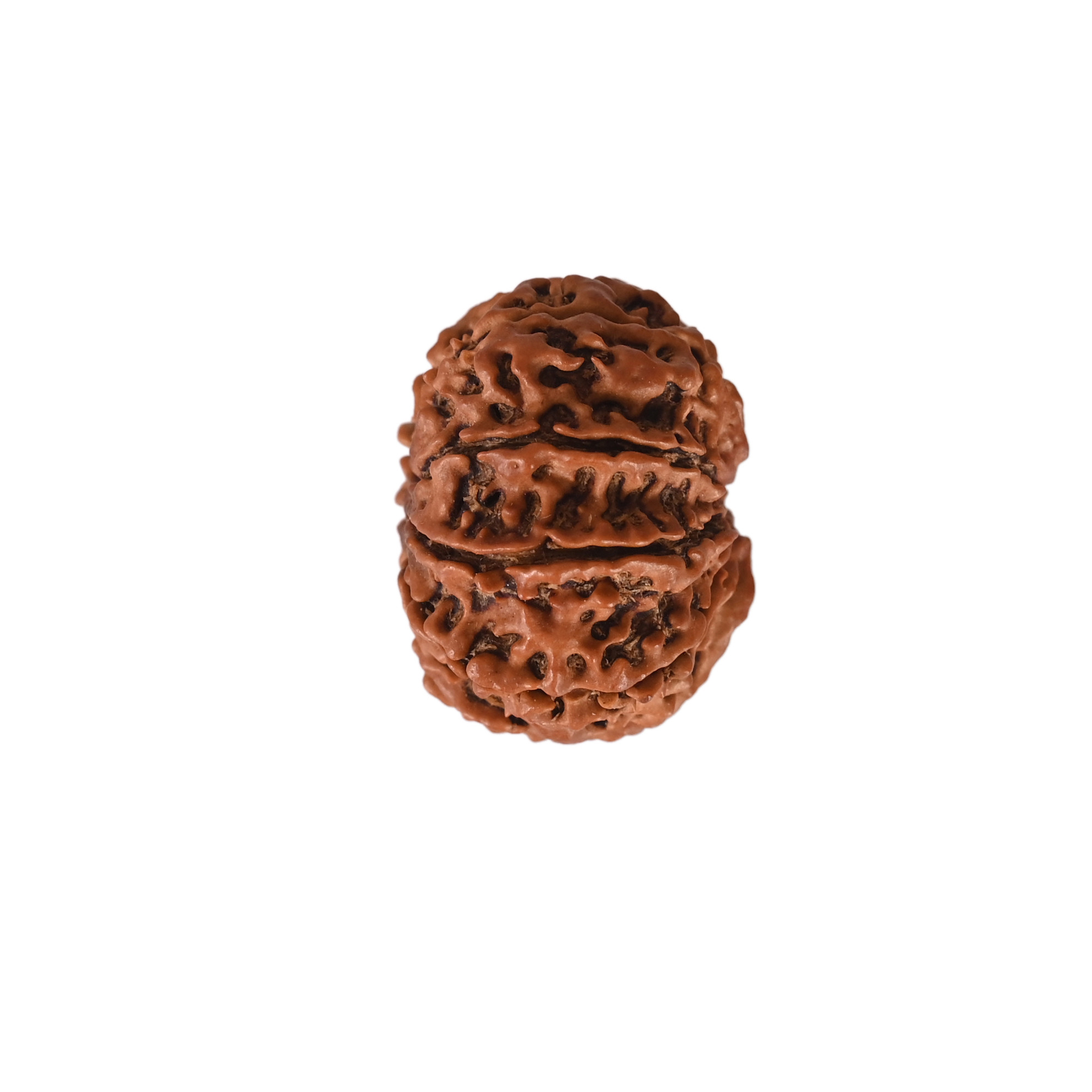 Natural 9 Mukhi Collector Rudraksh Nepali