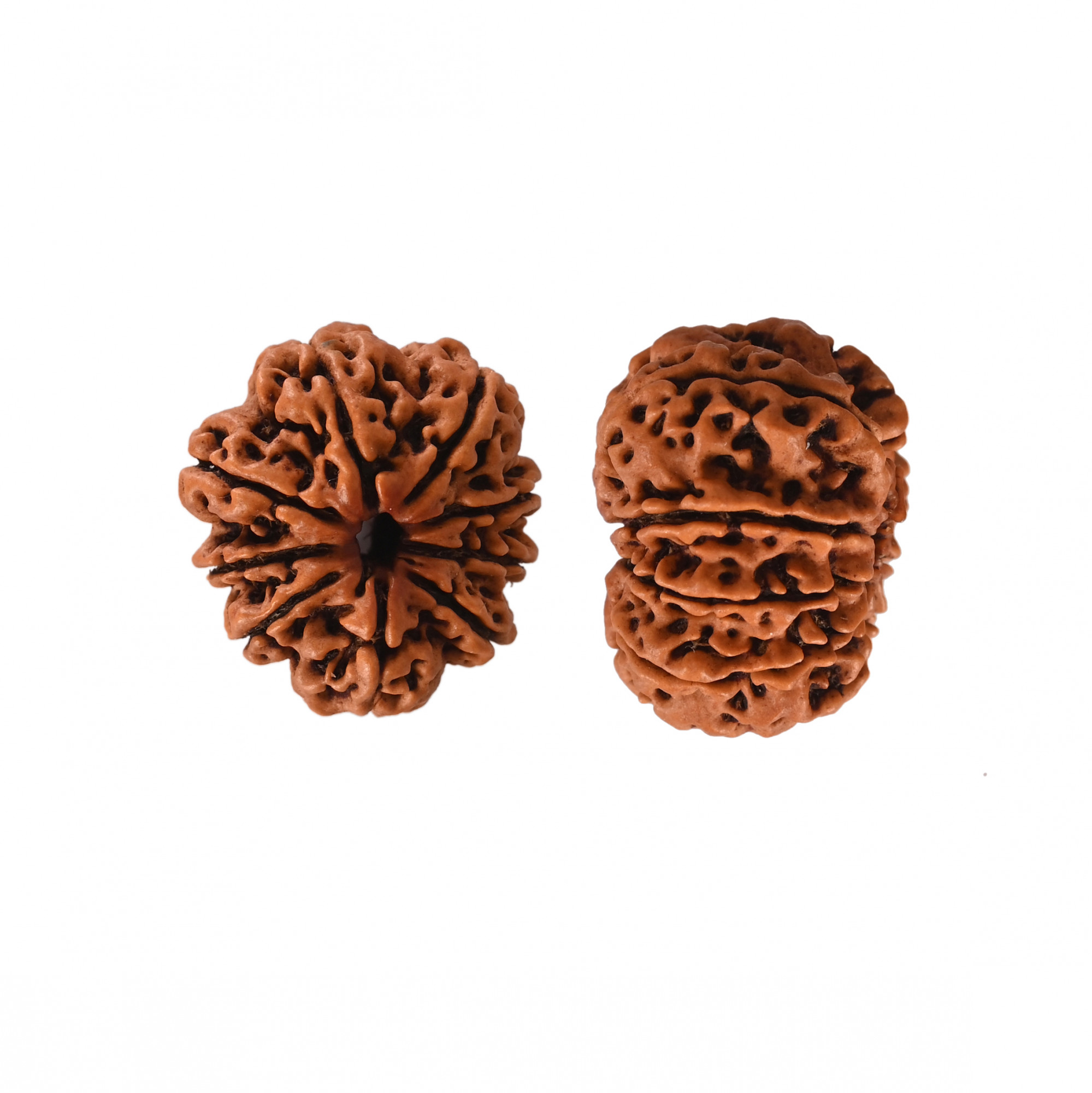 Natural 9 Mukhi Collector Rudraksh Nepali