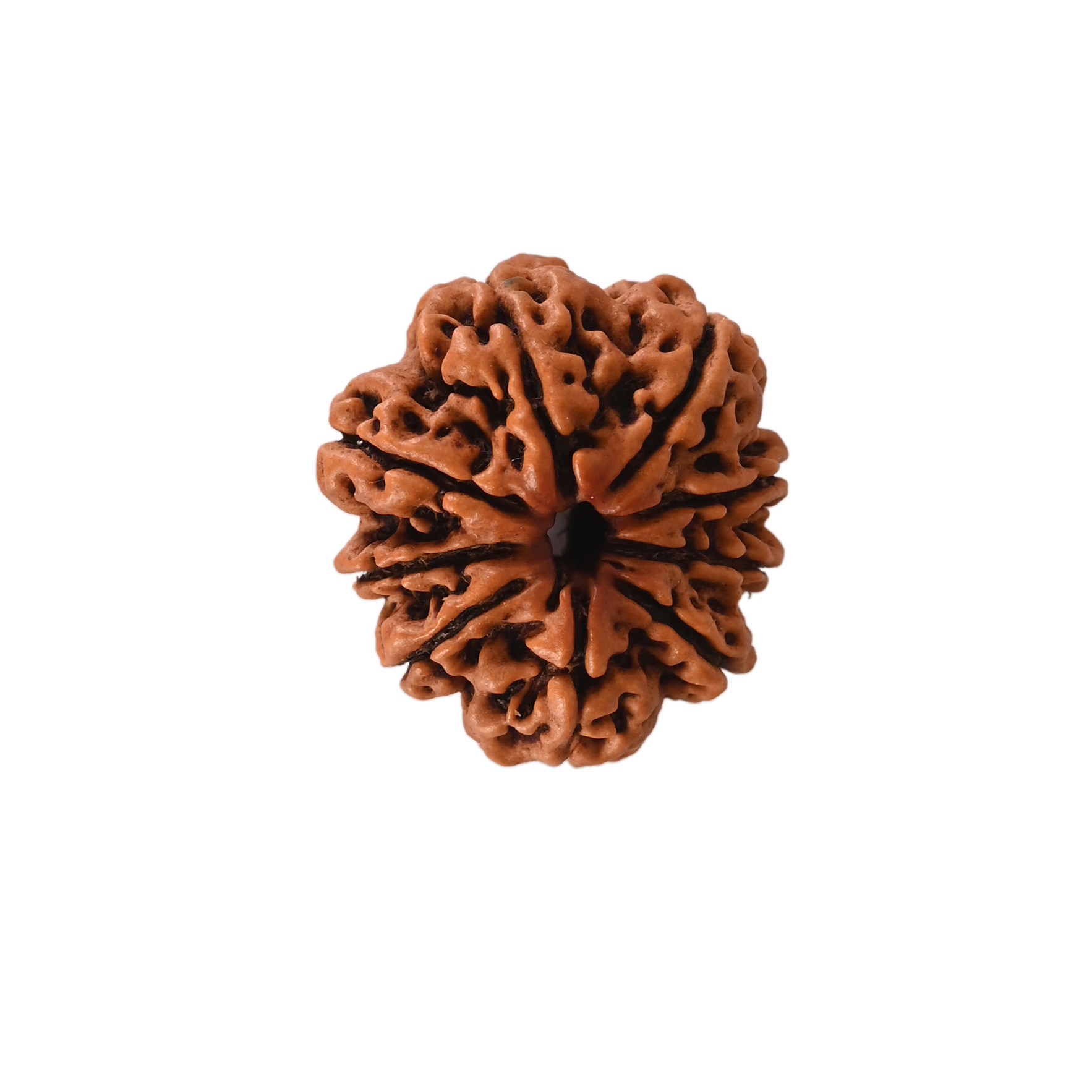 Natural 9 Mukhi Collector Rudraksh Nepali