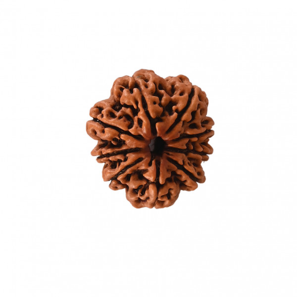 Image of Natural 9 Mukhi Collector Rudraksh (Nepali)
