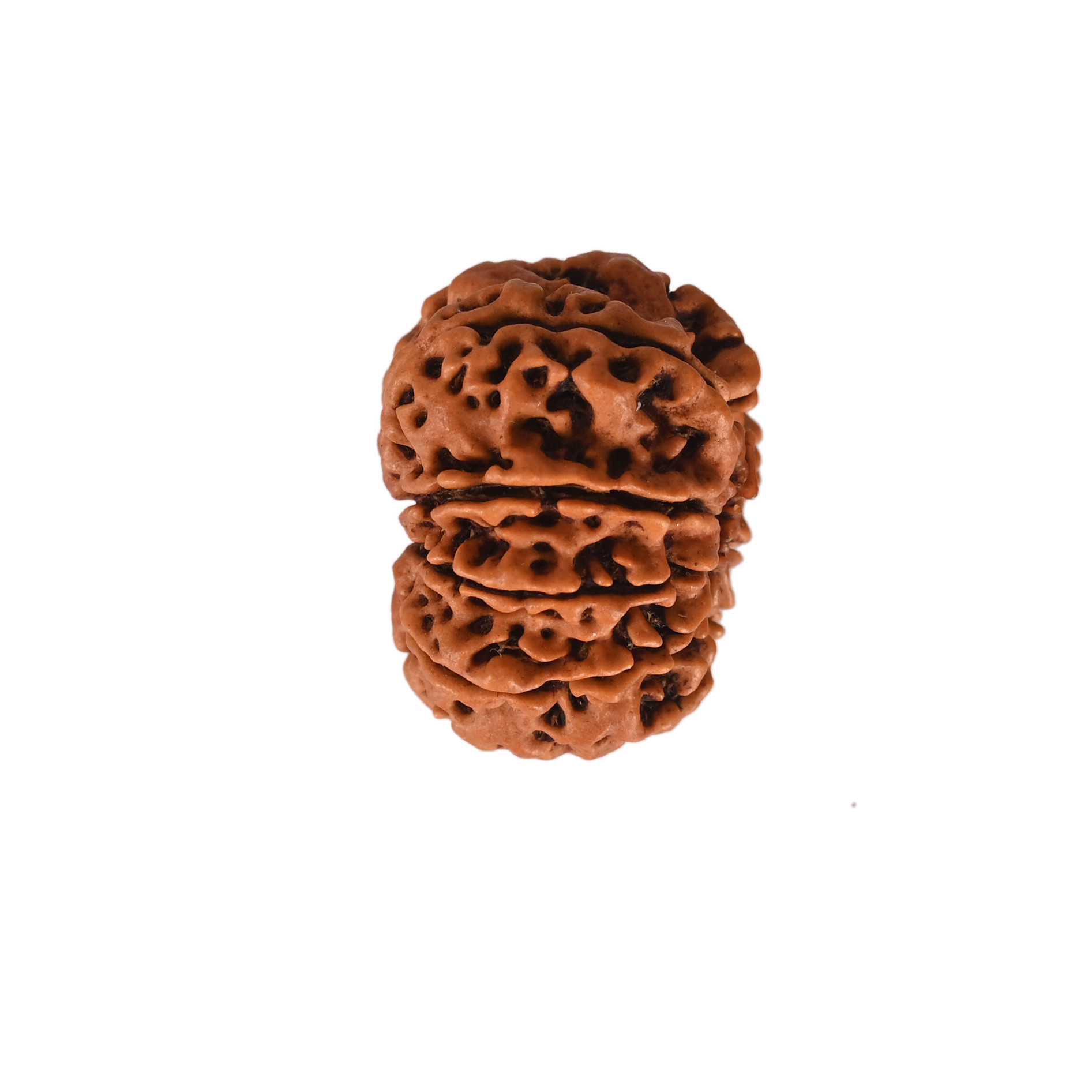 Natural 9 Mukhi Collector Rudraksh Nepali