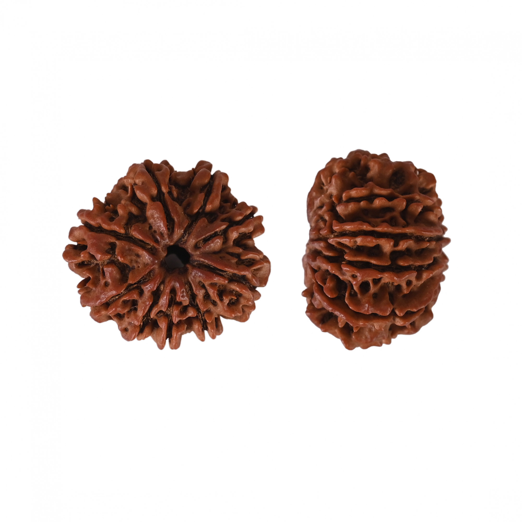 Natural 9 Mukhi Collector Rudraksh Nepali