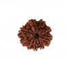 Natural 9 Mukhi Collector Rudraksh (Nepali)
