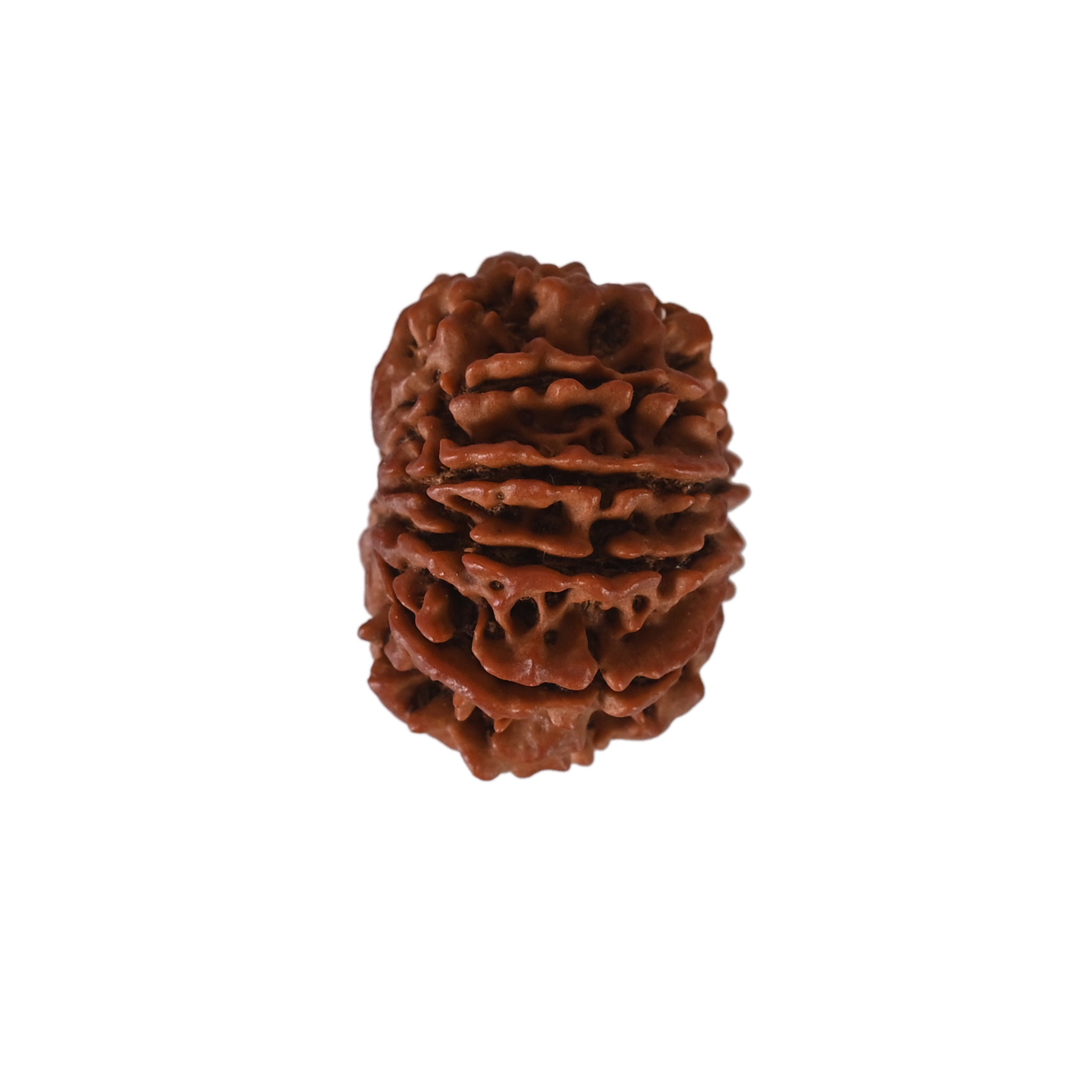 Natural 9 Mukhi Collector Rudraksh Nepali