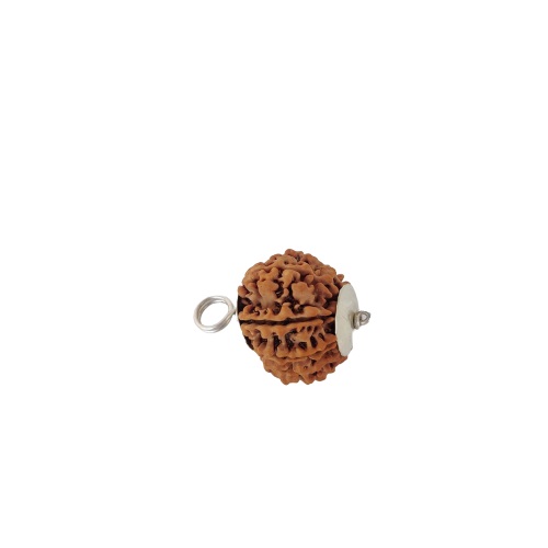 Natural 7 Mukhi Collector Rudraksh Nepali