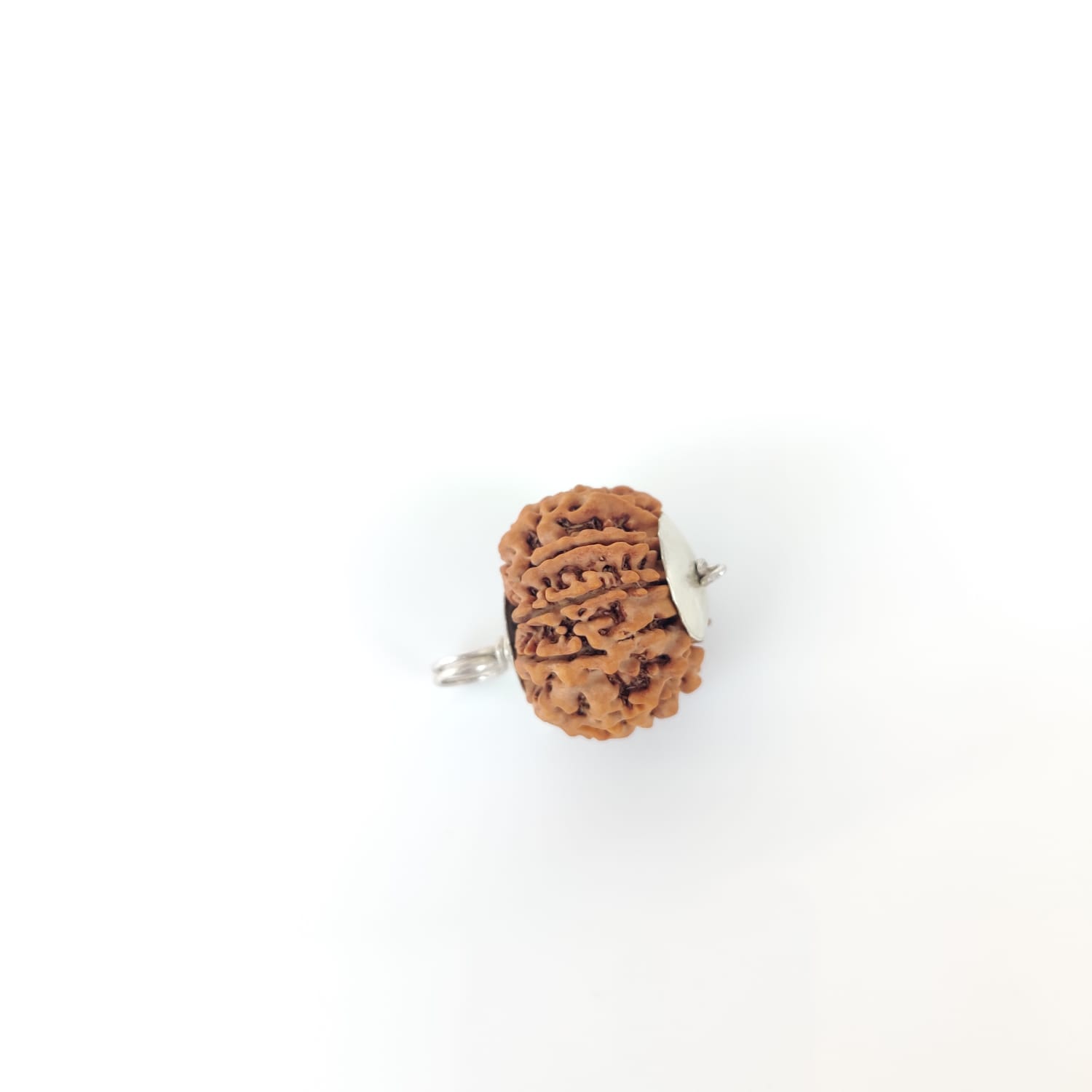 Natural 5 Mukhi Collector Rudraksh Nepali
