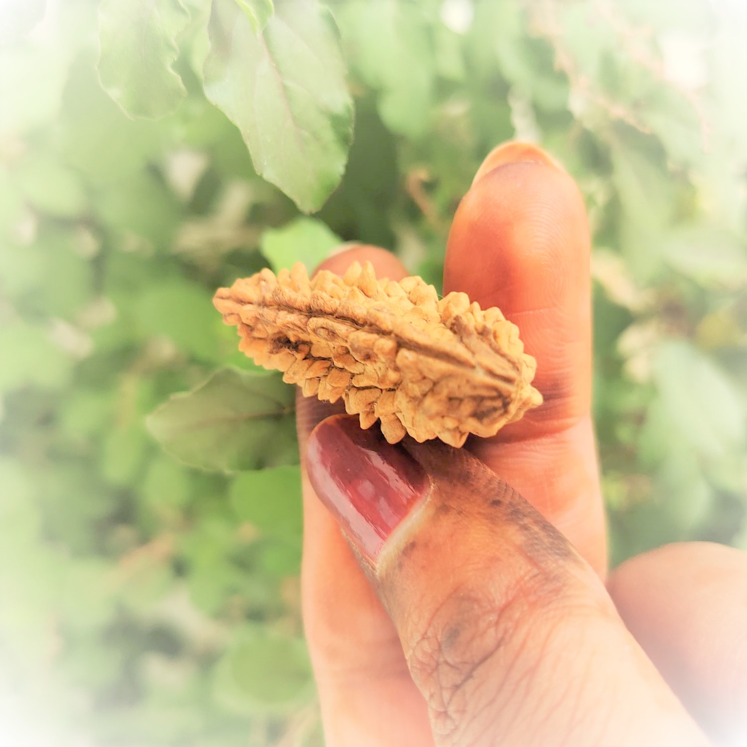 Natural 1 Mukhi Rudraksh