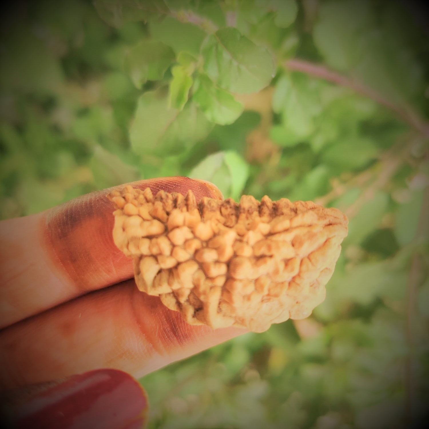Natural 1 Mukhi Rudraksh